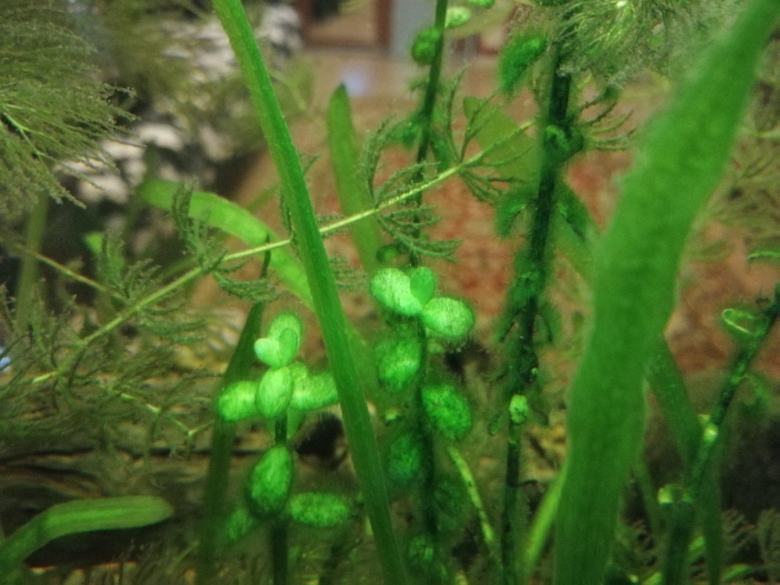 Белые водоросли в аквариуме