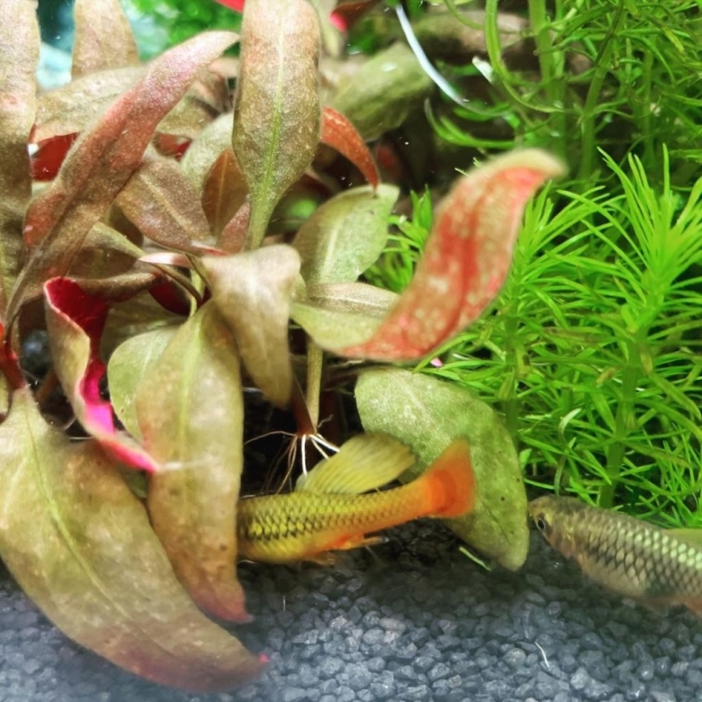 Криптокорина черная борода