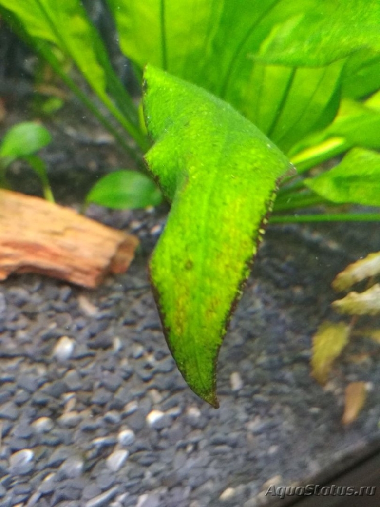 Диатомовые водоросли в аквариуме