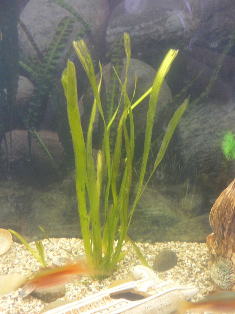 Болезни аквариума