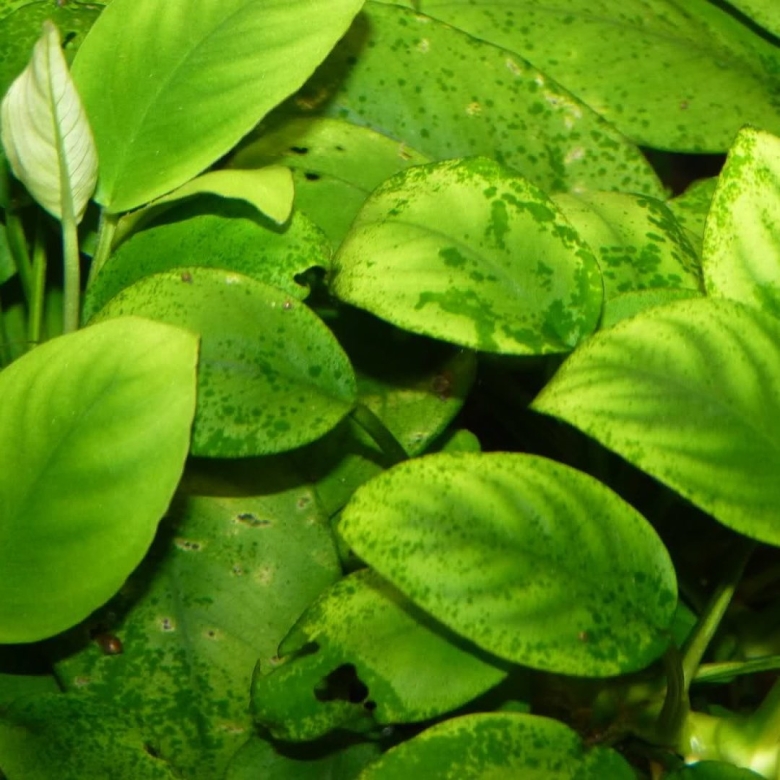 Анубиас аквариумное растение