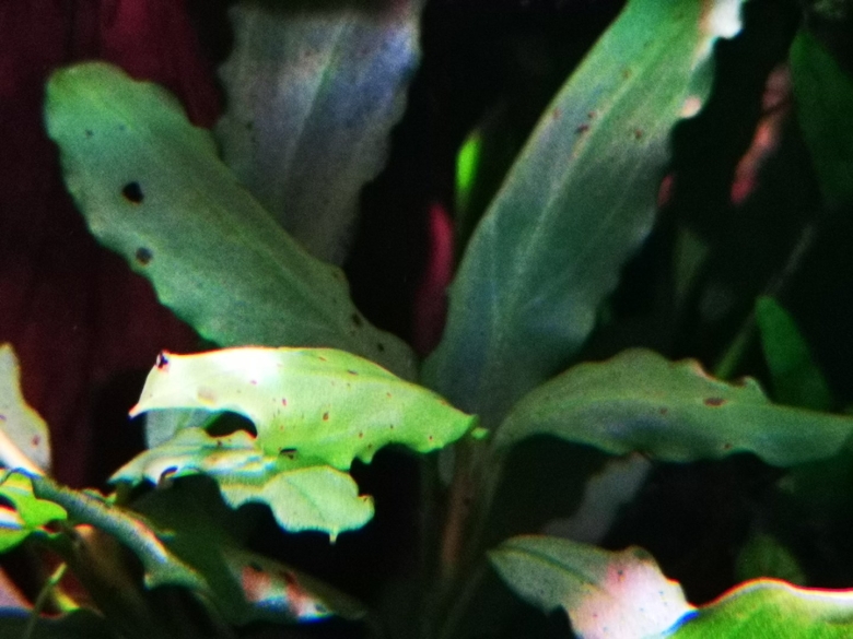 Криптокориновая болезнь аквариумных растений