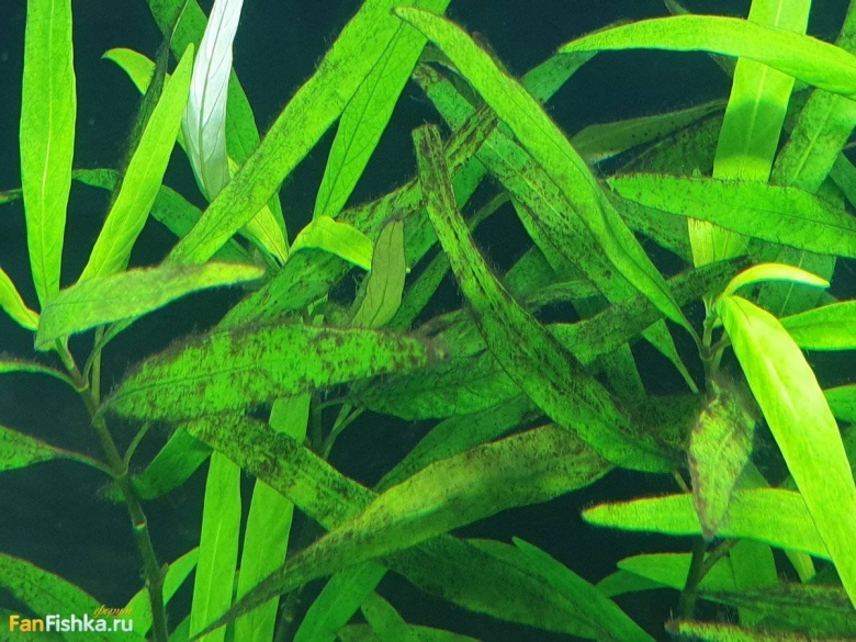 Водоросли для аквариума лимонник