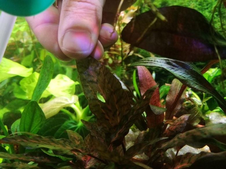 Буцефаландра Титан