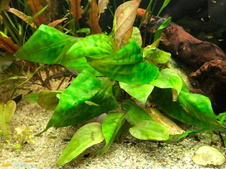 Растворяются растения в аквариуме