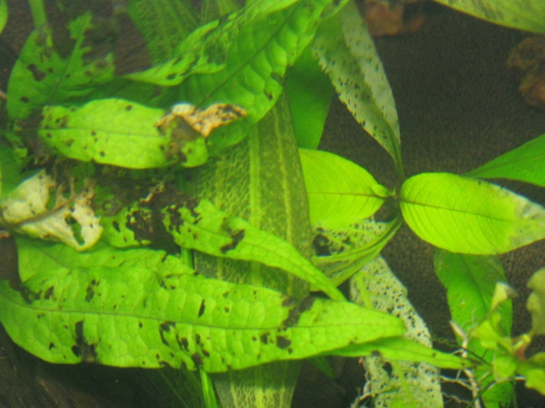 Болезни аквариумных растений