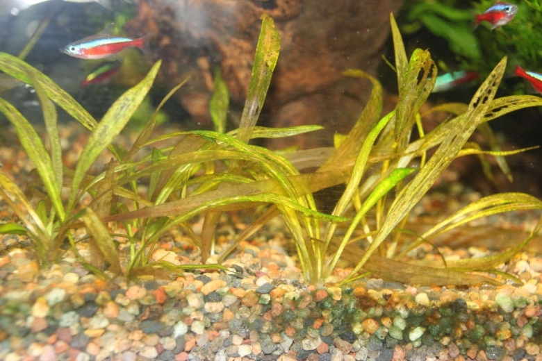 Болезни аквариумных растений