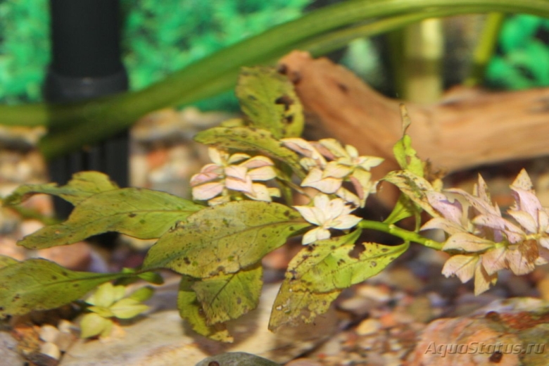 Аквариумное растение