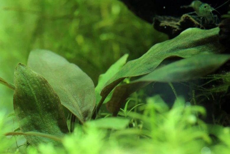 Лагенандра Меебольда зеленая Лонг