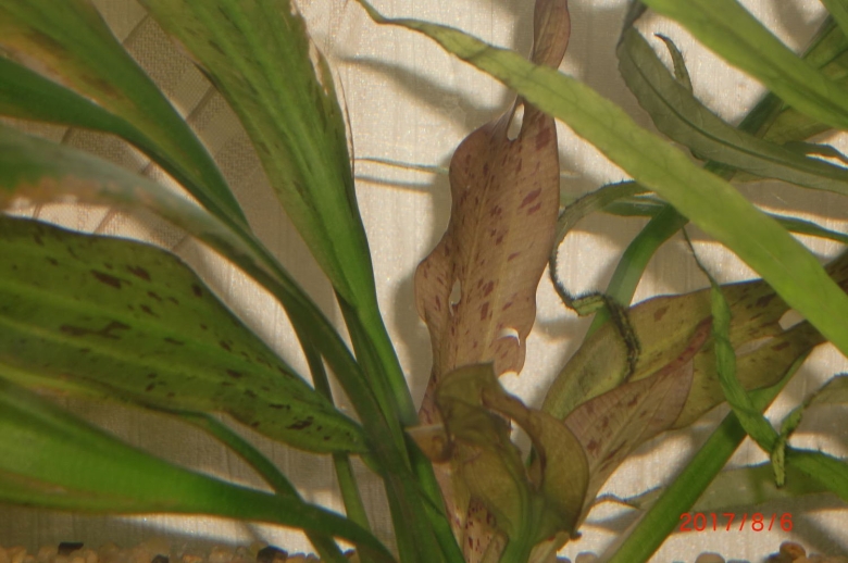 Эхинодорус крапчатый