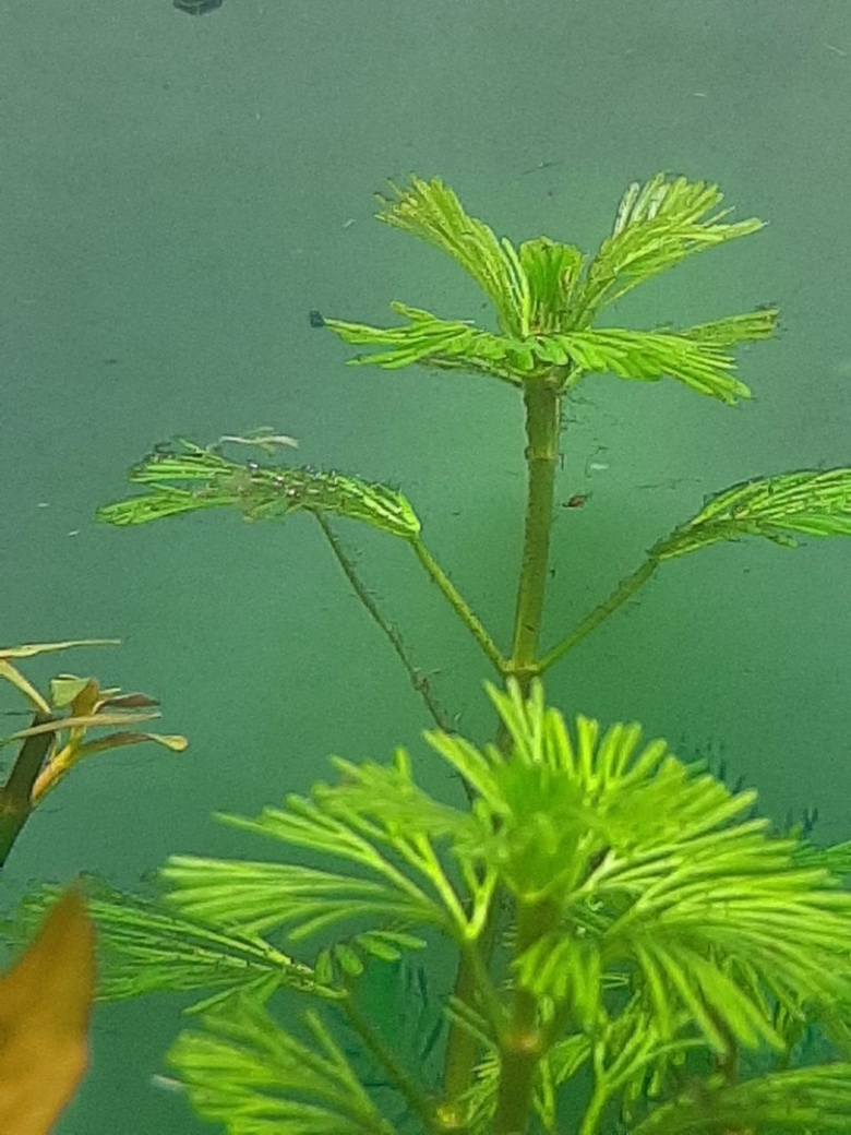 Редкие аквариумные растения