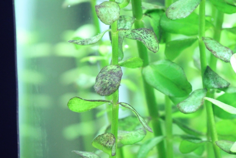 Бакопа монье аквариумное растение