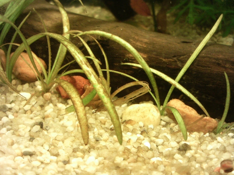 Эхинодорус нежный