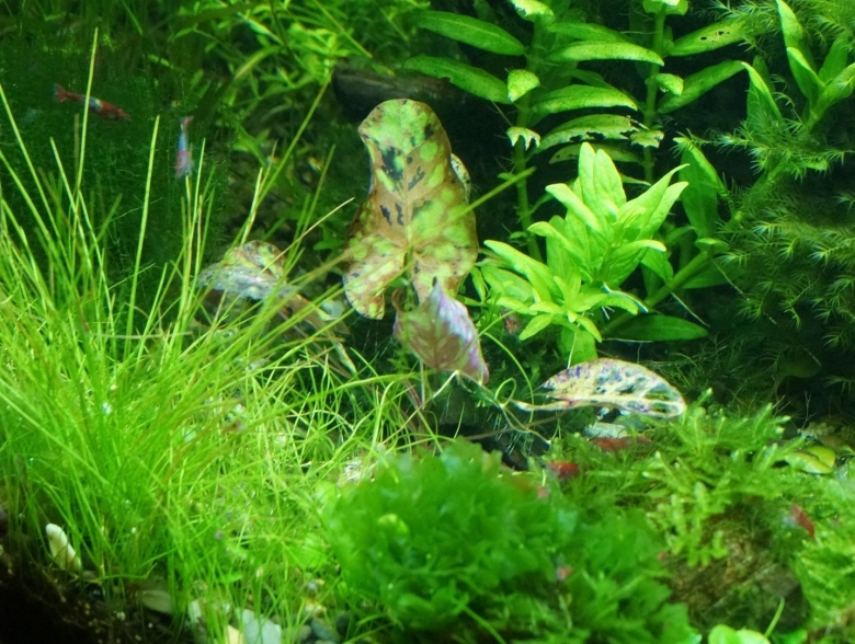 Болезни аквариума