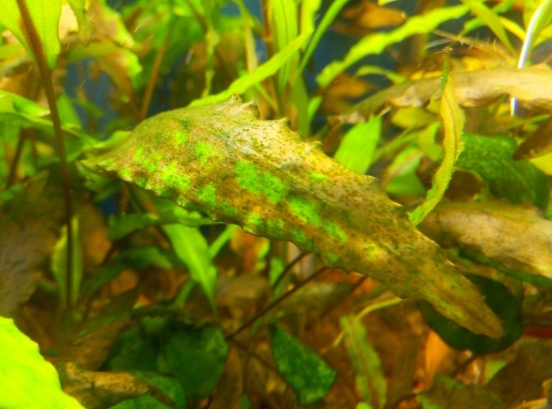 Диатомовые водоросли в аквариуме