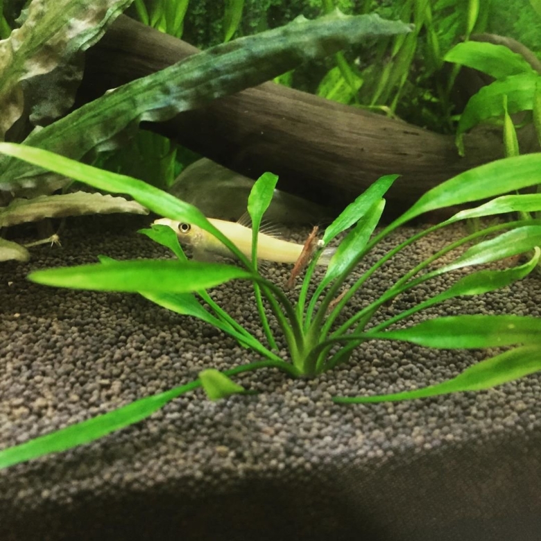 Криптокорина Шри Ланка