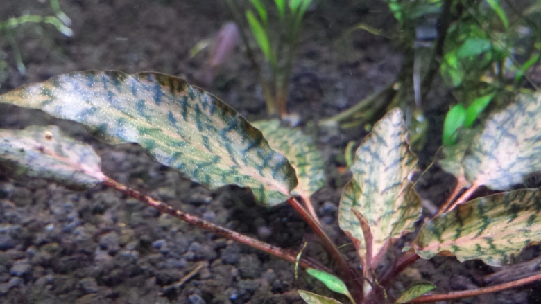 Криптокорина Нури Розен мейден