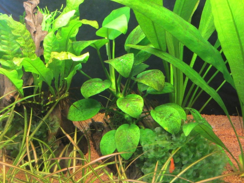 Эхинодорус анубиас
