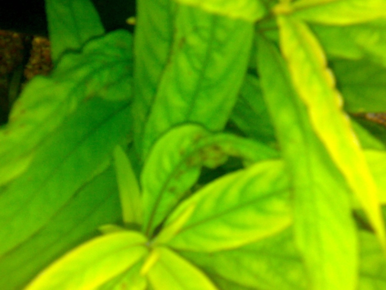 Болезни аквариумных растений