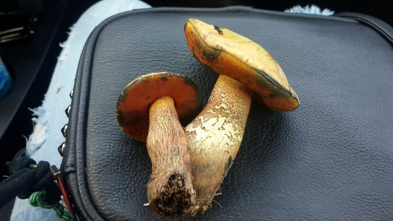 Дубовик оливково бурый