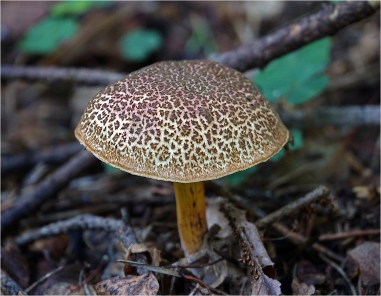 Xerocomellus chrysenteron