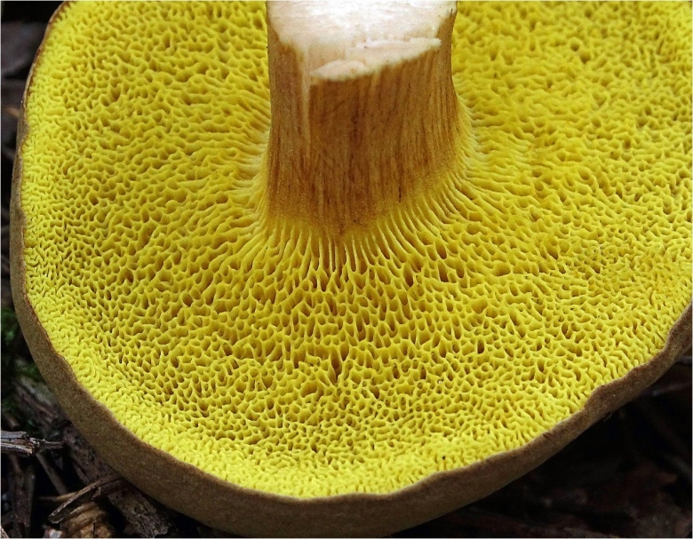 Моховик зеленый