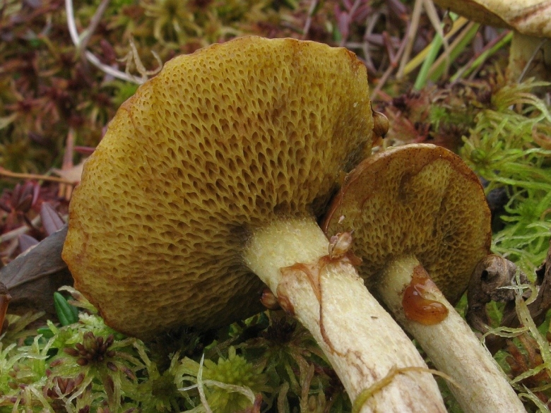 Моховик полоножковый