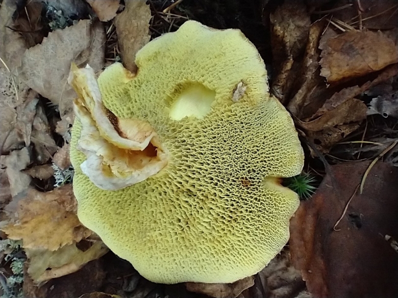 Болетинус полоножковый