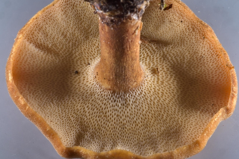 Трутовик пестрый чешуйчатый