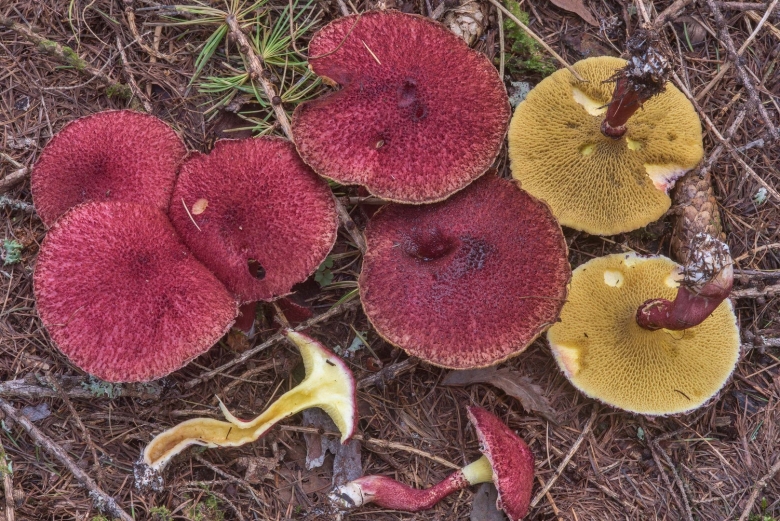 Моховик полоножковый