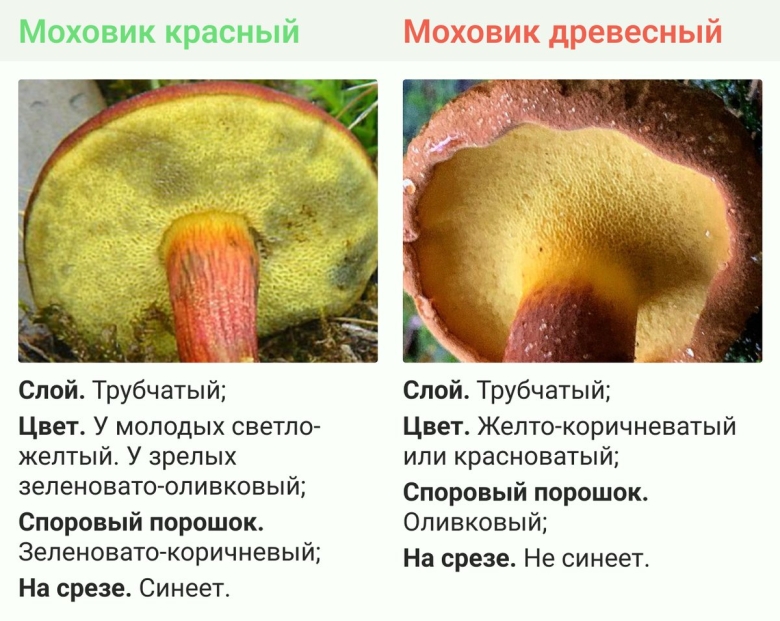 Моховик красный hortiboletus rubellus