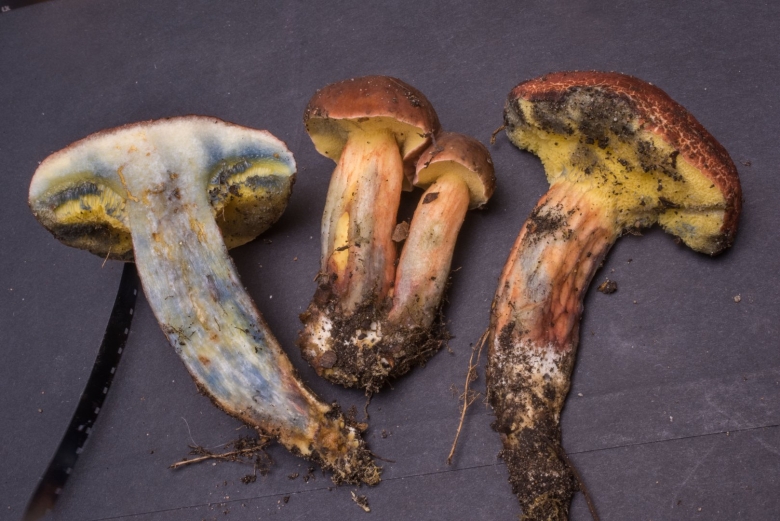 Моховик красный Hortiboletus rubellus