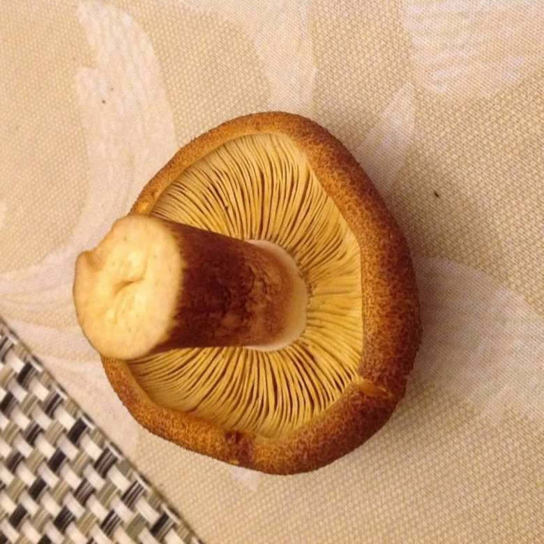 Пластинчатый масленок гриб