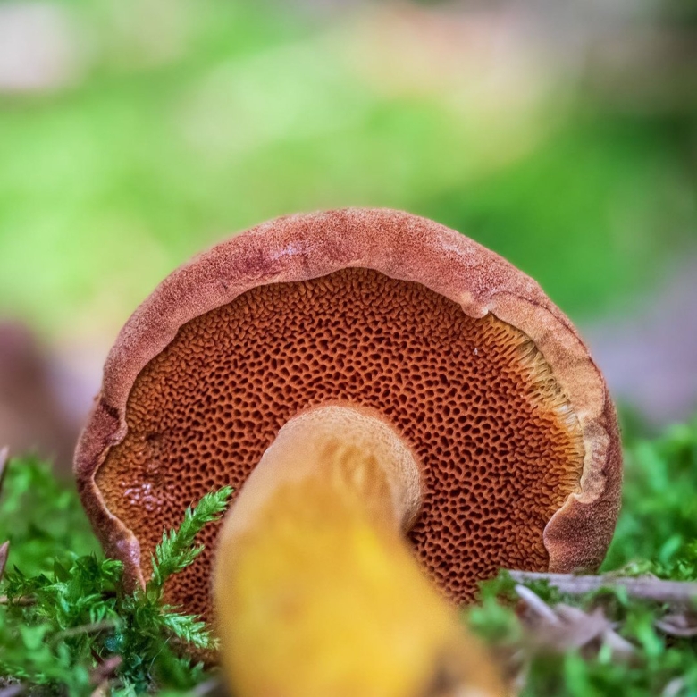 Перечный гриб рубиновый