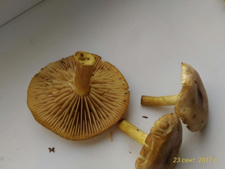 Желтые пластинчатые грибы