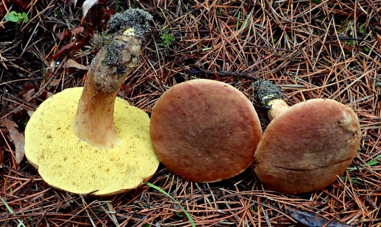 Xerocomus ferrugineus