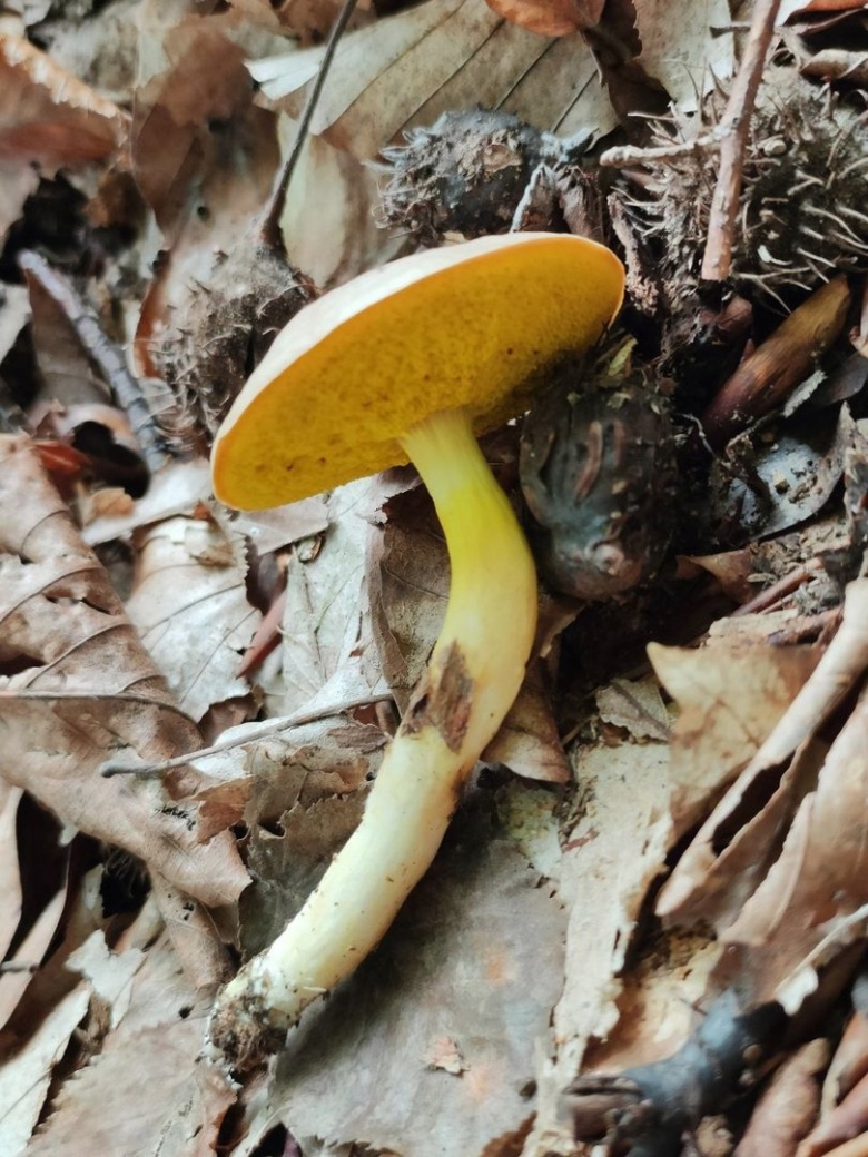 Гриб aureoboletus flaviporus