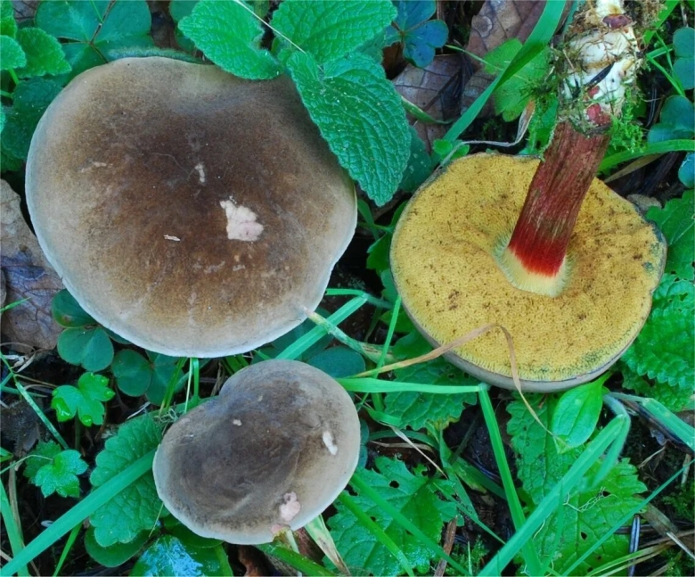 Моховик тупоспоровый