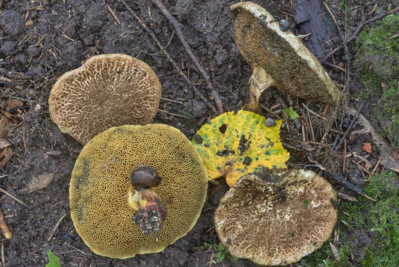 Моховик пестрый трещиноватый