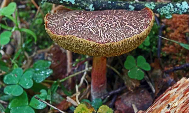 Моховик пестрый трещиноватый