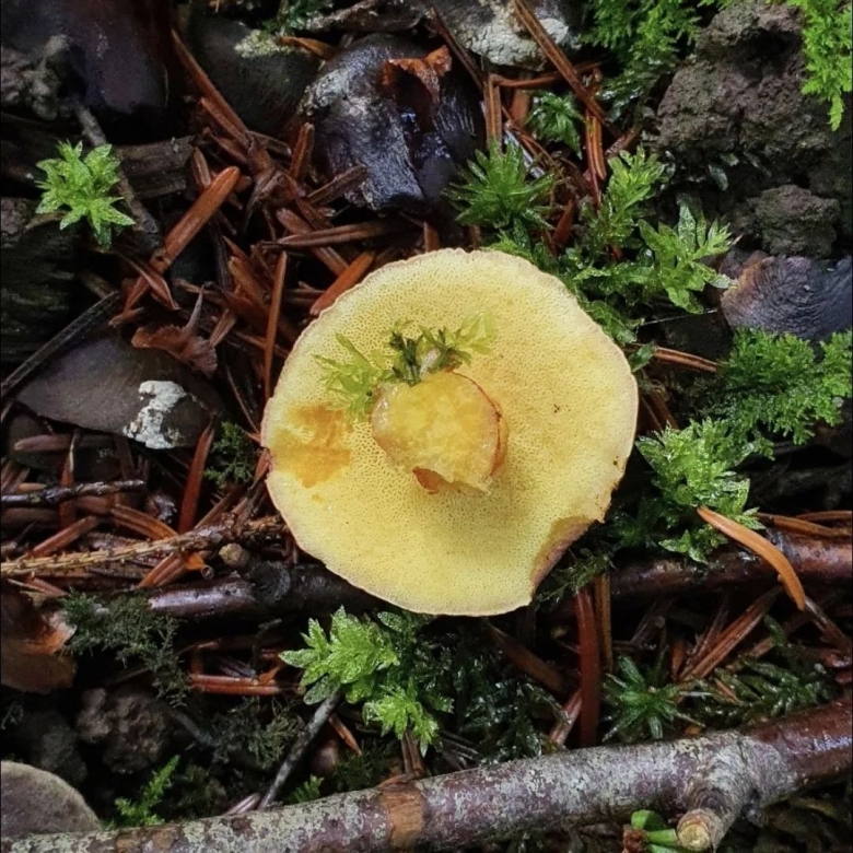 Xerocomellus chrysenteron