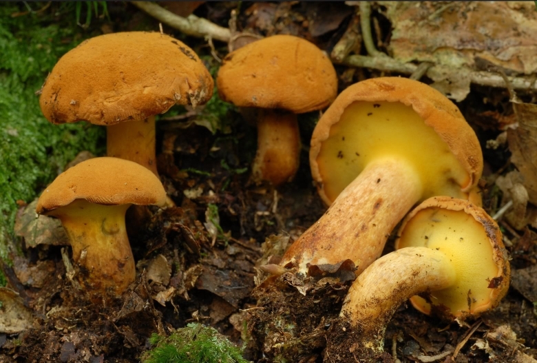 Моховик припорошенный гриб