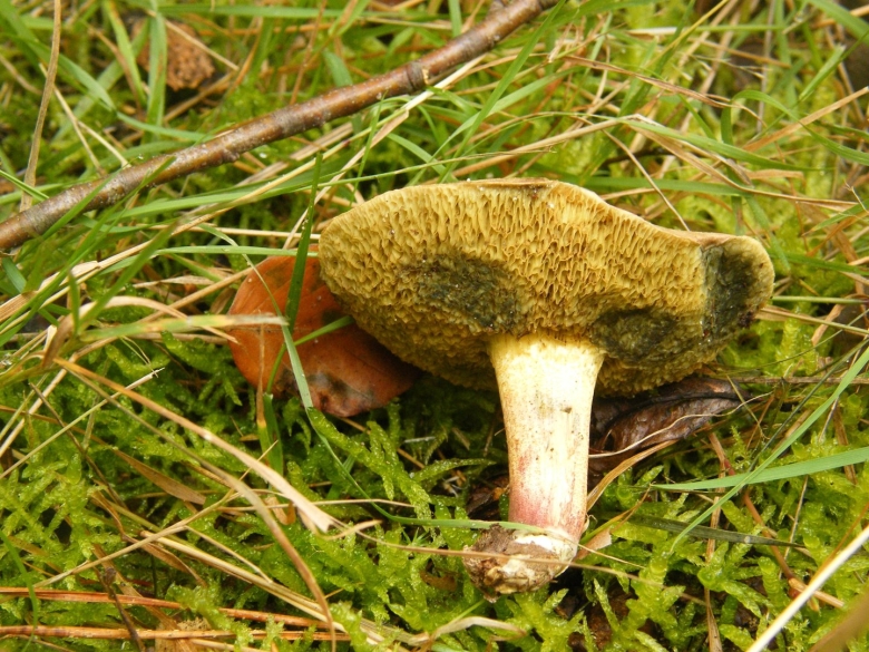 Гриб моховик ложный сатанинский