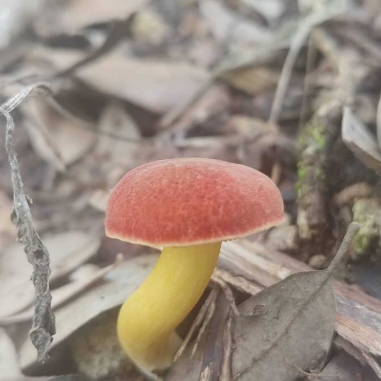 Моховик красный съедобный