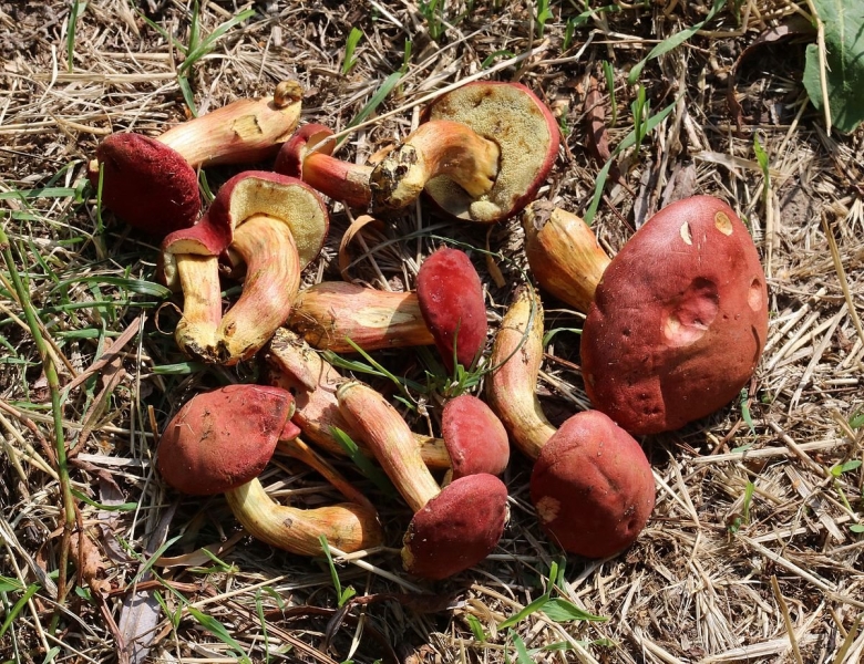 Моховик красный Hortiboletus rubellus