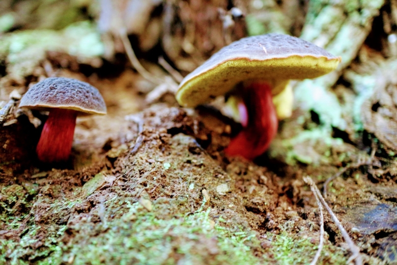 Грибы Канады съедобные