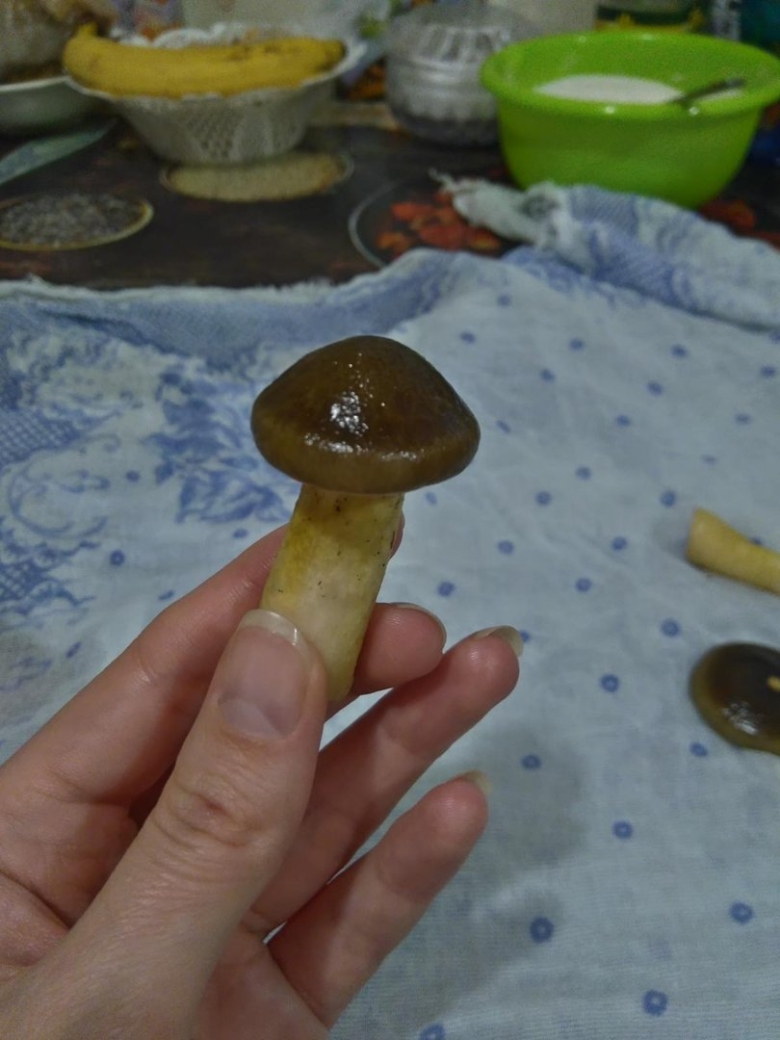 Грибы скользкие шляпка коричневая