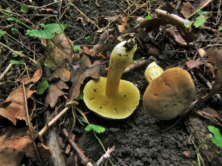 Гриб моховик ложный сатанинский