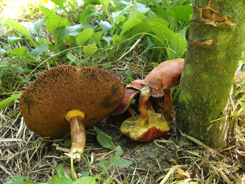 Моховик красный Xerocomus rubellus