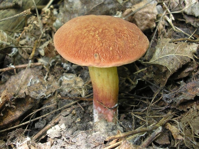 Моховик масленок перечный гриб